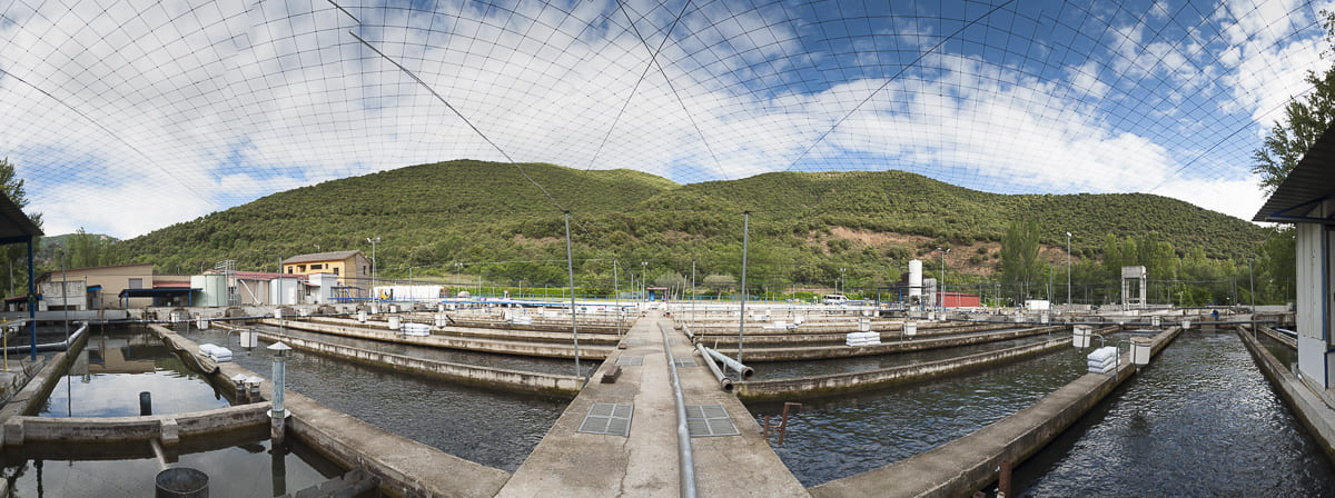 Advantages of farm-raised fish.