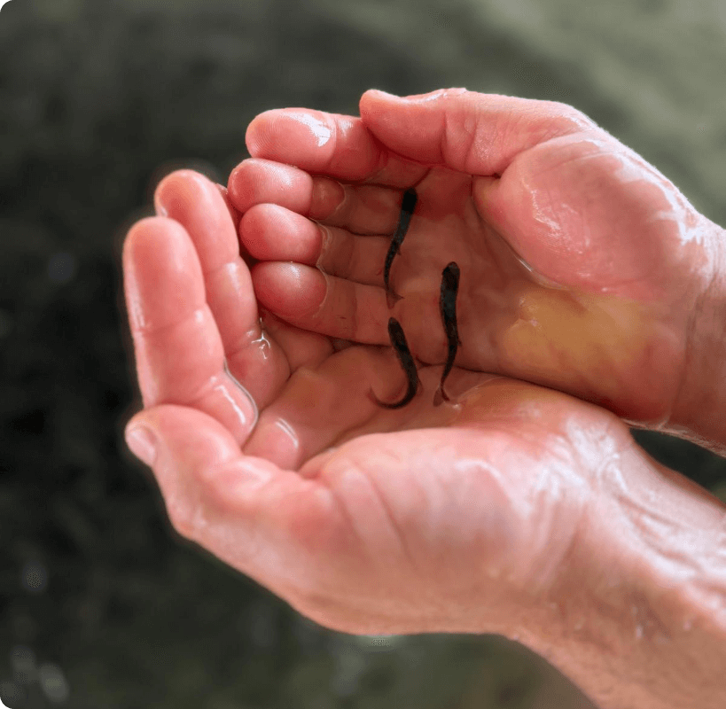 What is the blue revolution?